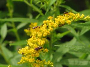 goldenrod