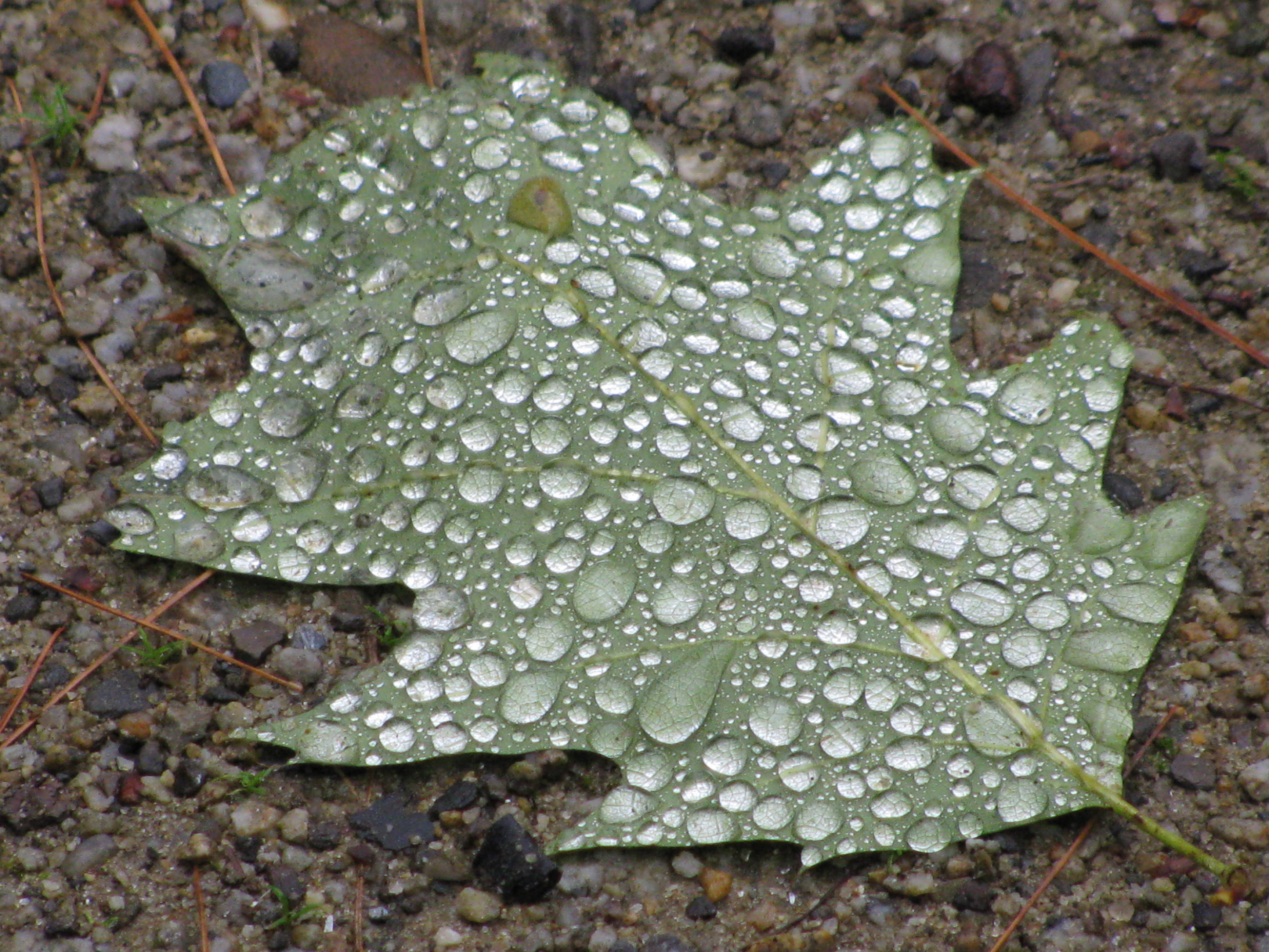 drops on leaf