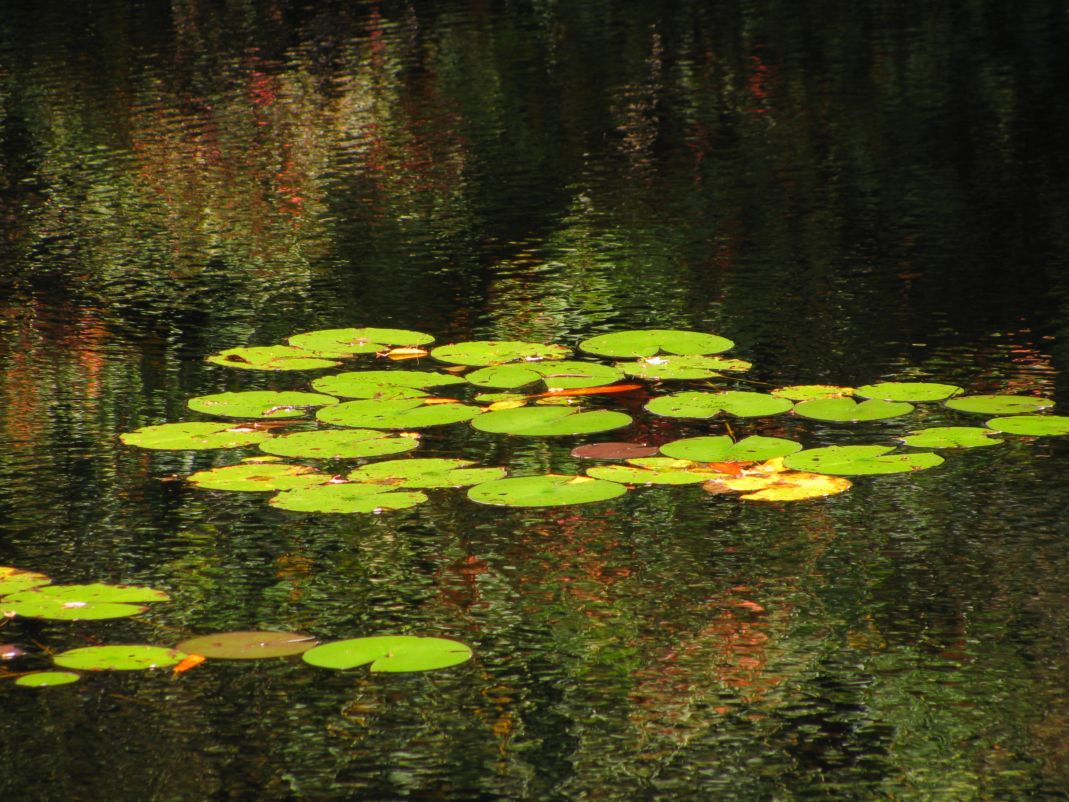 lily pads