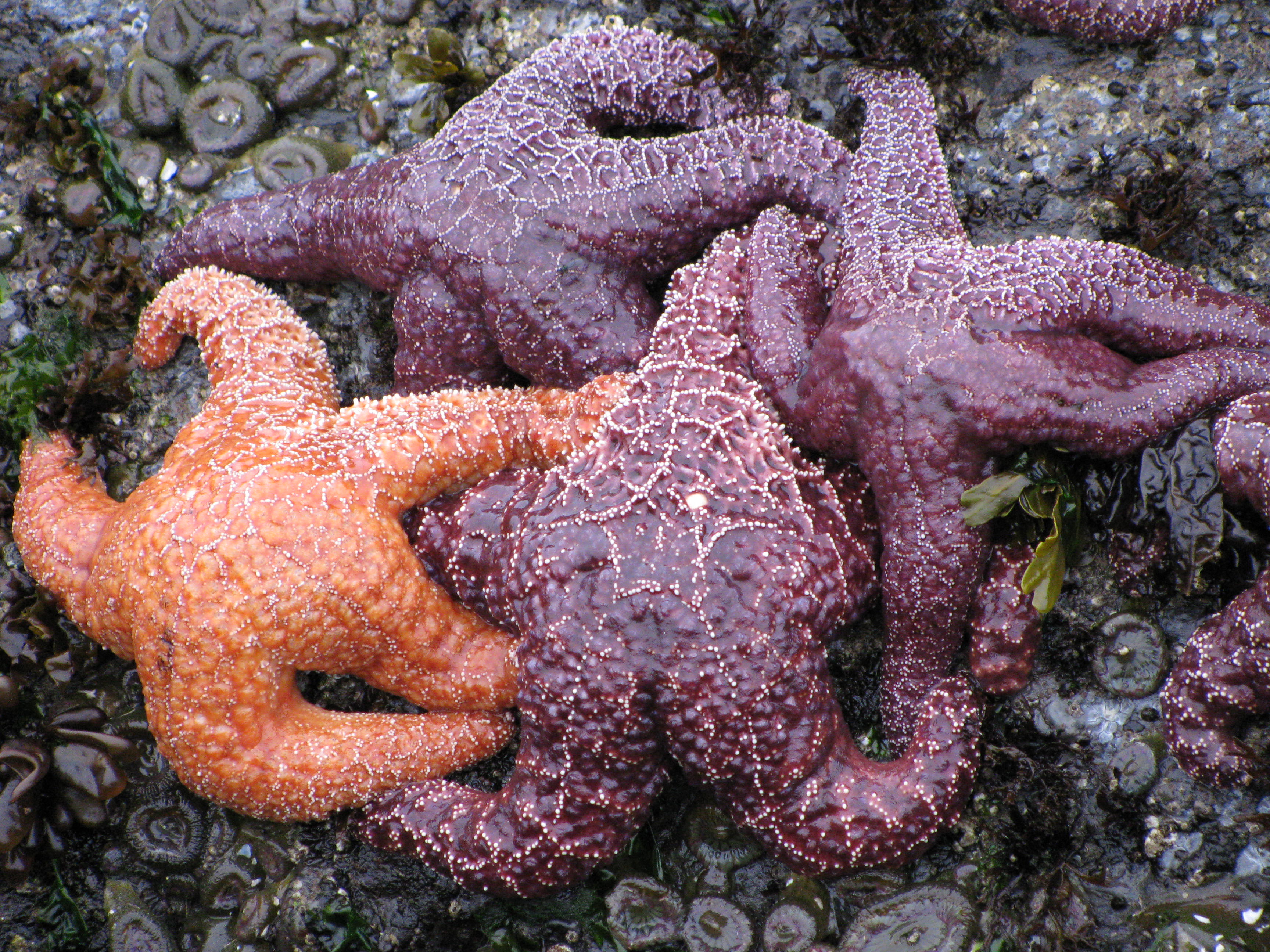 starfish