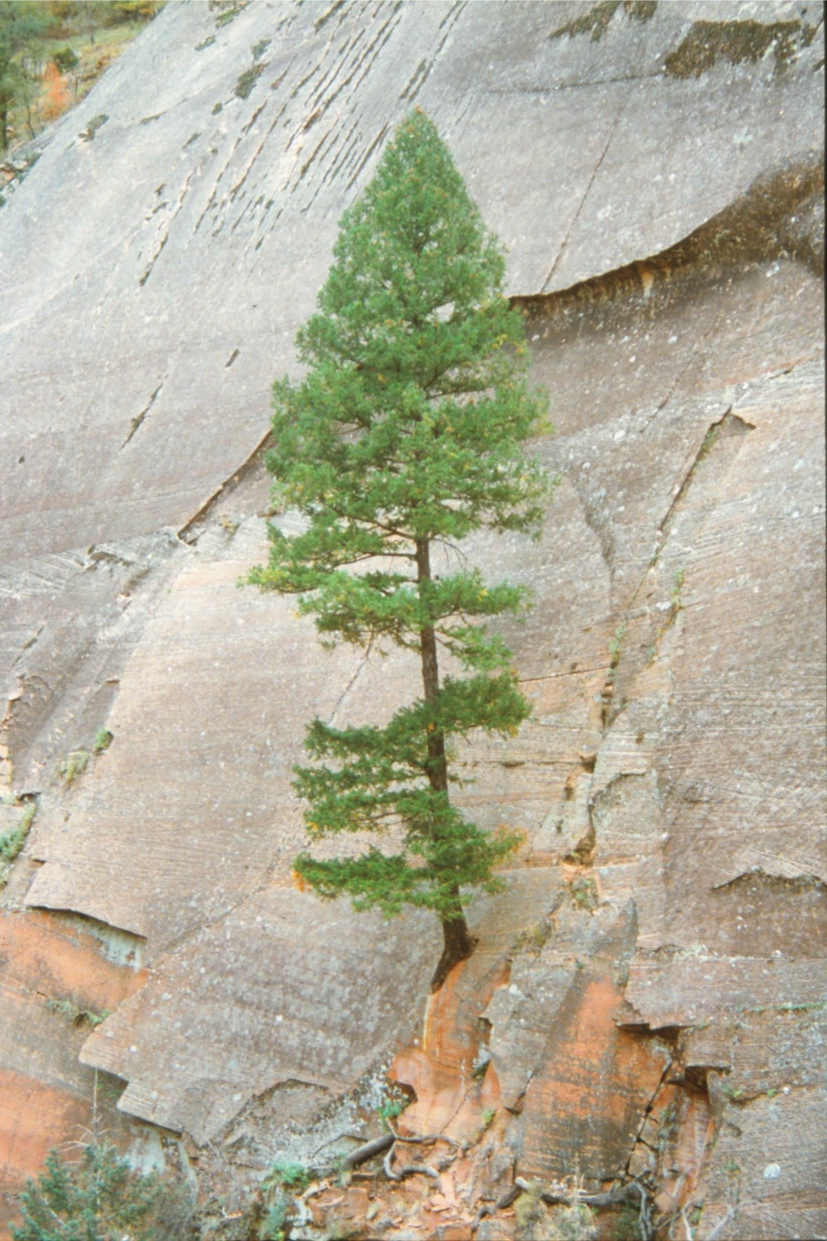 ziondougfir