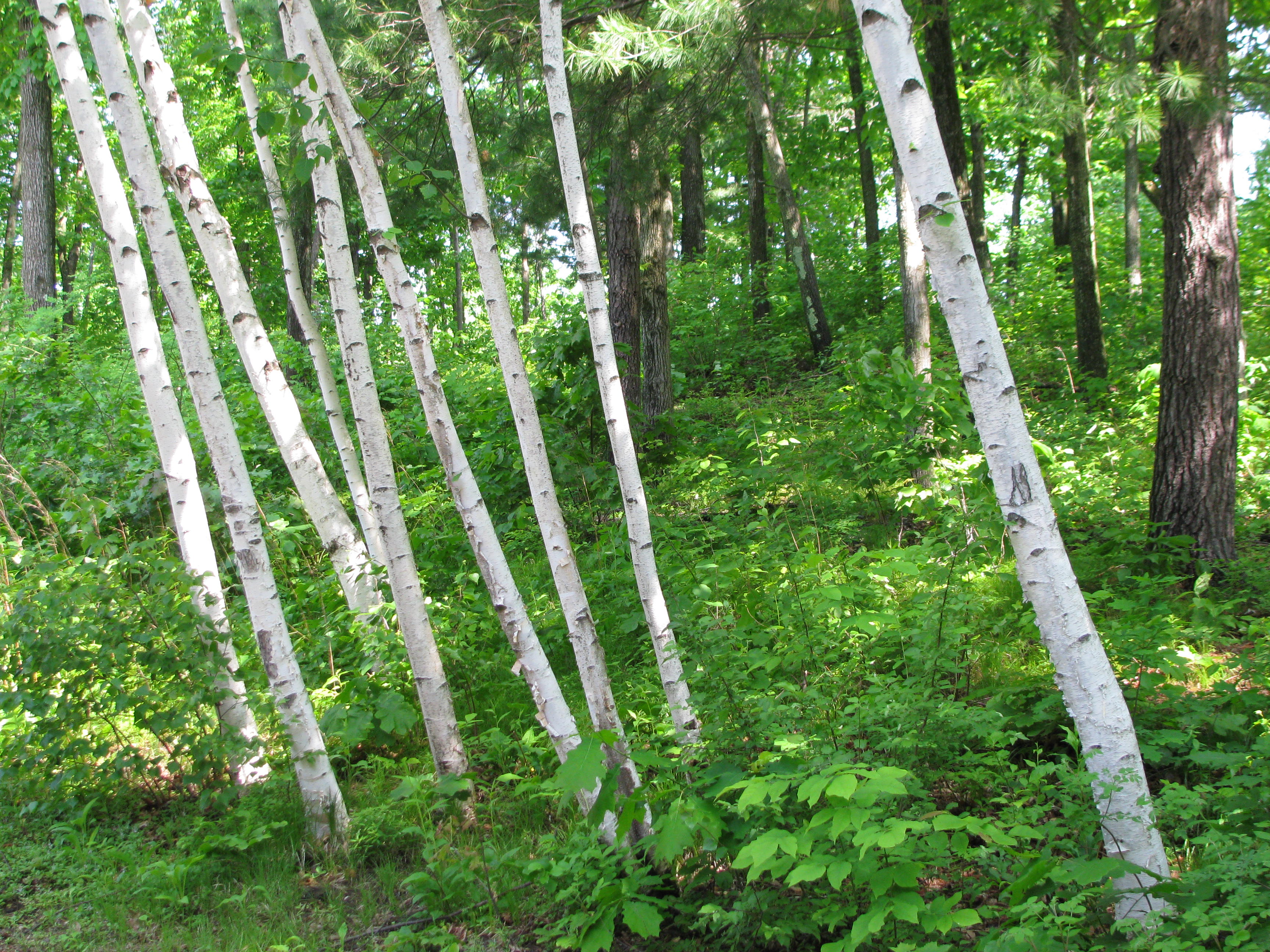 bright birch cluster