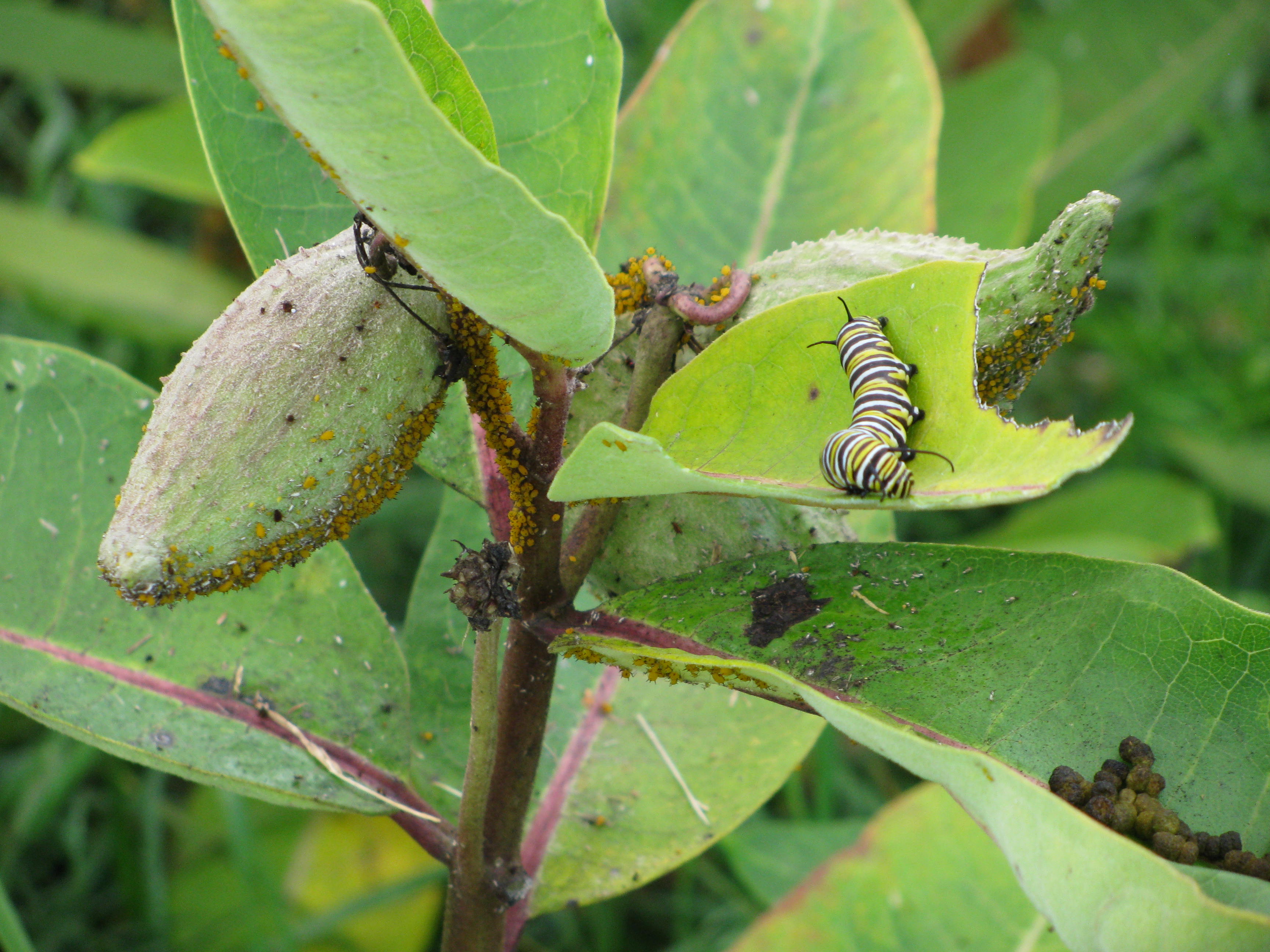 milkweed pod aphids