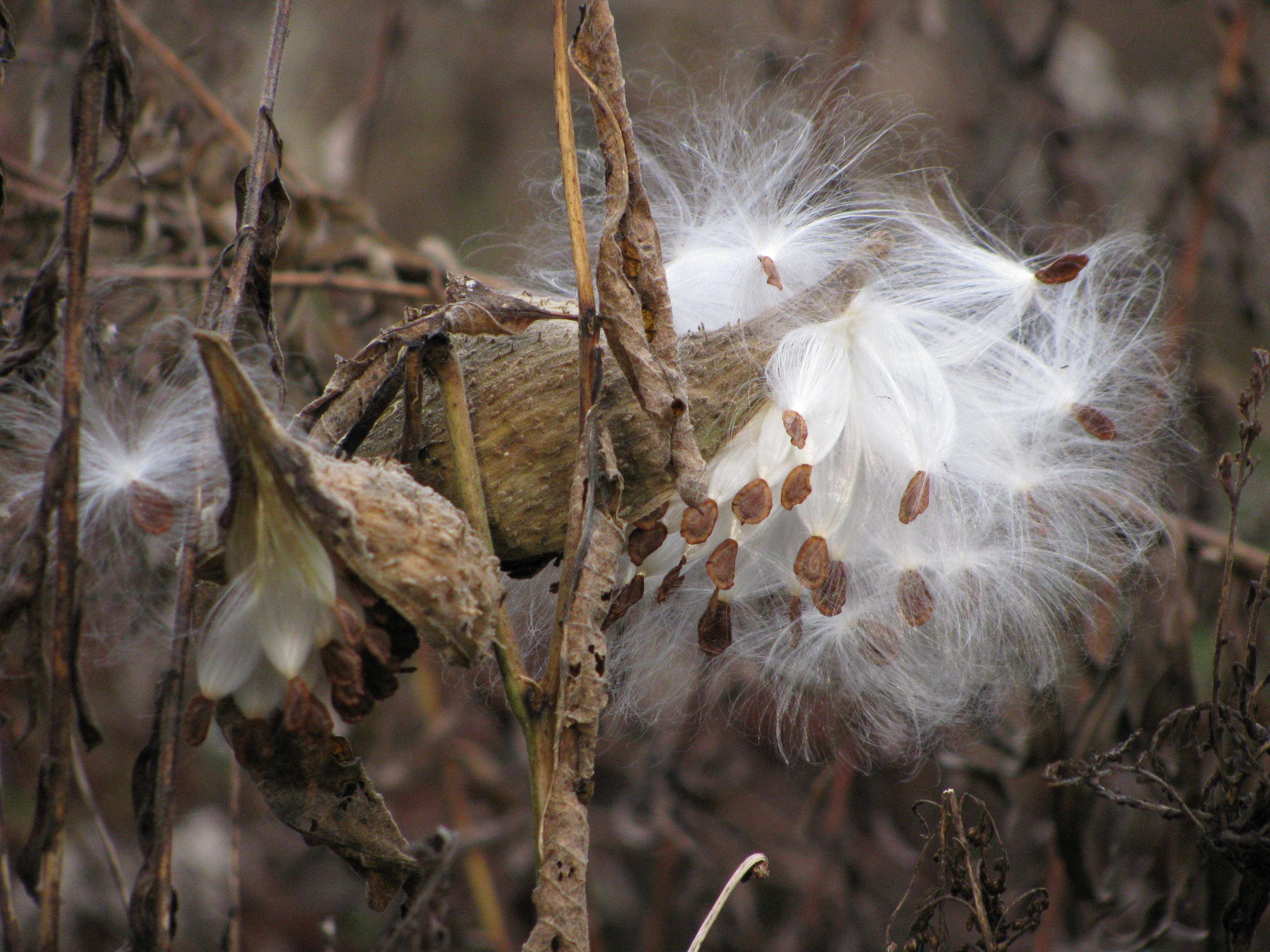 milkweed seeds fluffy